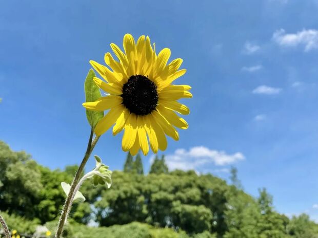 【輪播圖】打卡一波向日葵花海 申城這些地方推薦賞花