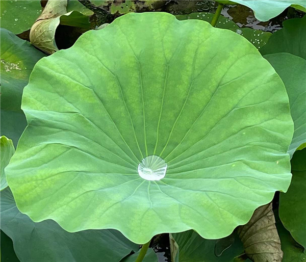 山水沈阳、辽河之滨 沈阳_fororder_微信图片_20220714164824