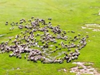 【大美边疆行】乌拉盖草原：碧草毡房牛羊壮 休牧归来绿满坡