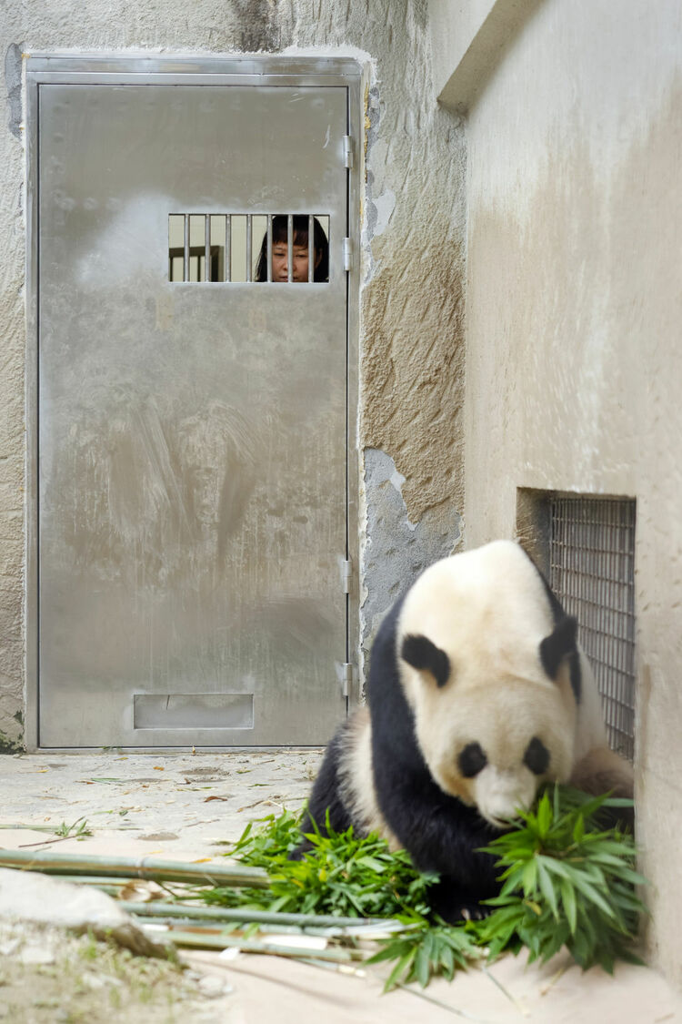 香港回归祖国25周年|大熊猫牵起的川港情缘