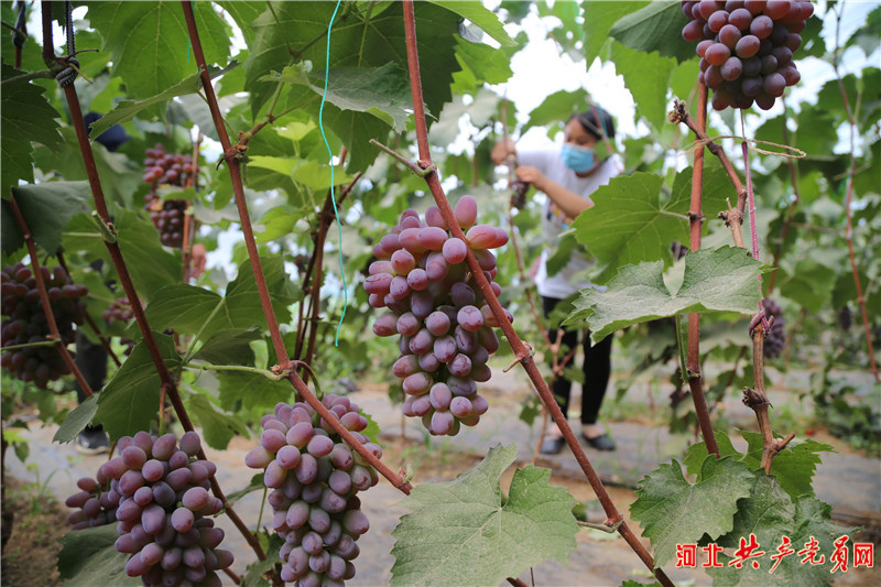 河北迁安：棚室葡萄走俏市场