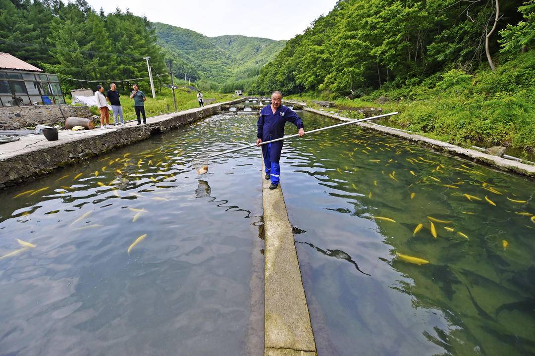 生態養殖養“活”本溪冷水魚