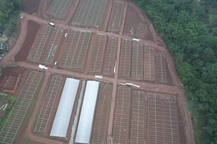 乐山犍为：农业人才返乡创业 描绘乡村振兴美丽画卷_fororder_图片6