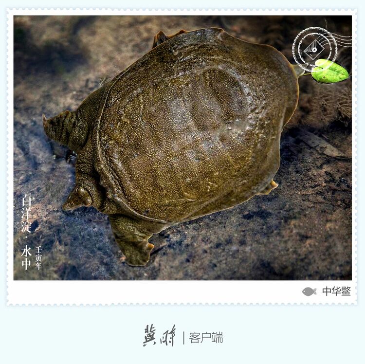 白洋淀： 鱼翔浅底 绿水逶迤