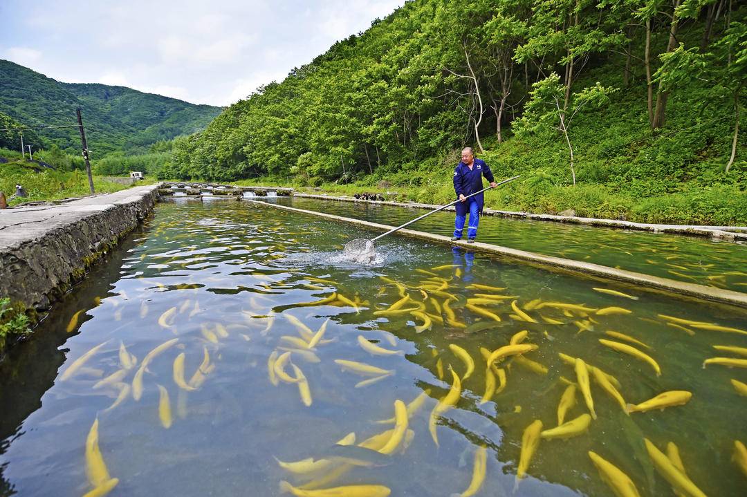 生態養殖養“活”本溪冷水魚