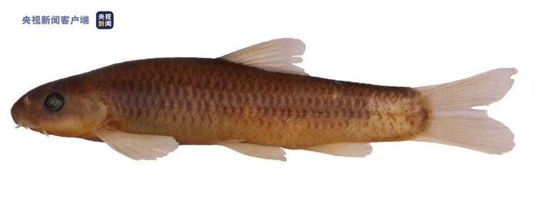 中科院昆明动物研究所在广西发现鱼类新种 取名“才劳桂墨头鱼”