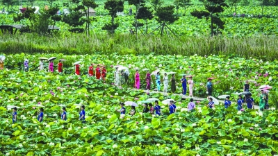 南京池杉湖荷花文化旅遊節盛大開幕