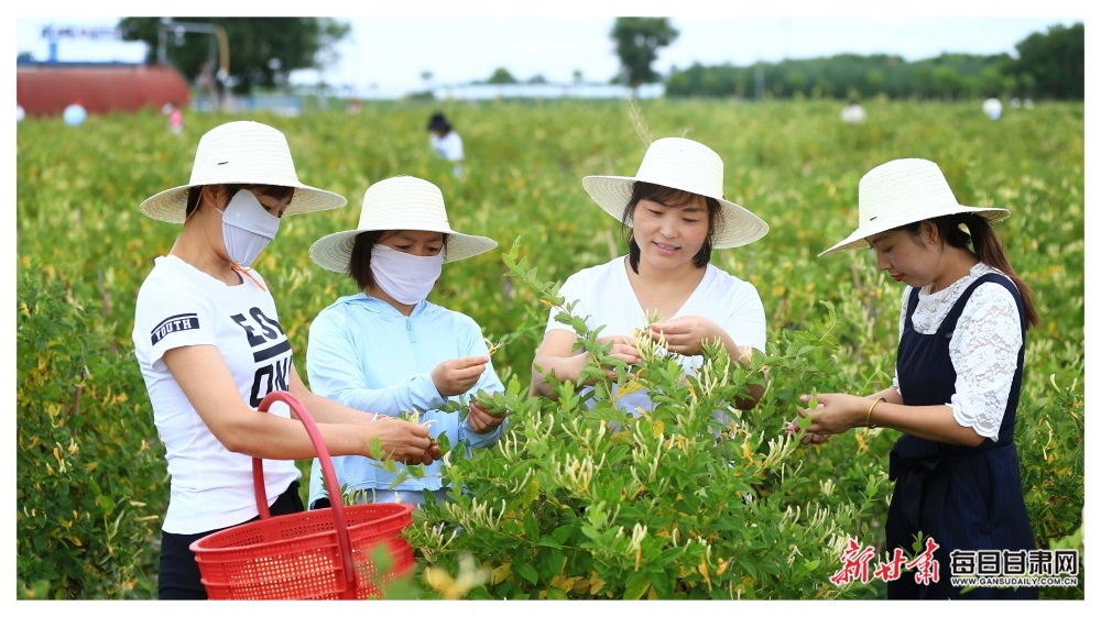 慶陽寧縣：小小金銀花 開成“幸福花”_fororder_2