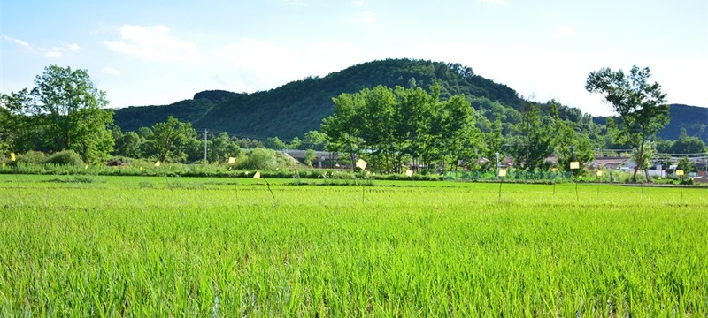 【組圖】黃土高原也能種水稻？在“塞上小江南”刷新認知