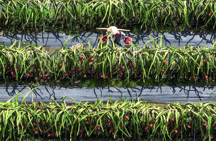 广西钦州：火龙果丰收红红火火