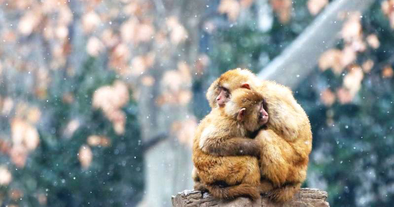 两只猕猴抱抱取暖_fororder_4F544B41139A8263F1D83603F48CE1D0CD46583E_size57_w799_h533