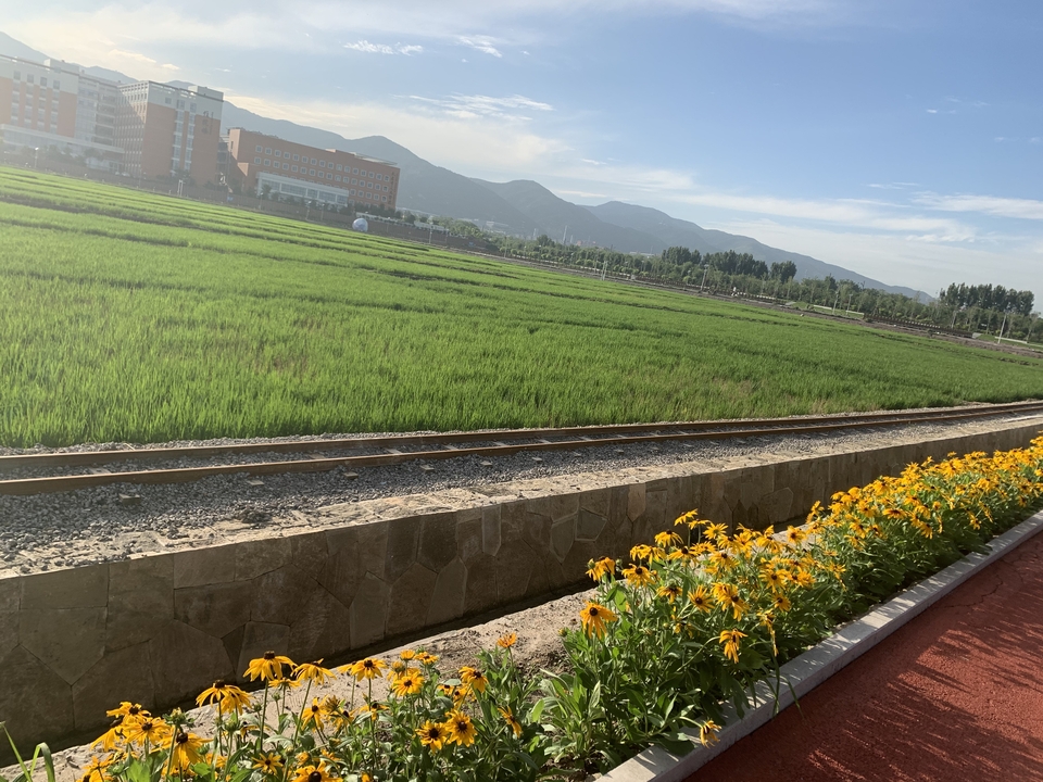 太原稻田公园打造农业旅游的晋稻文化城