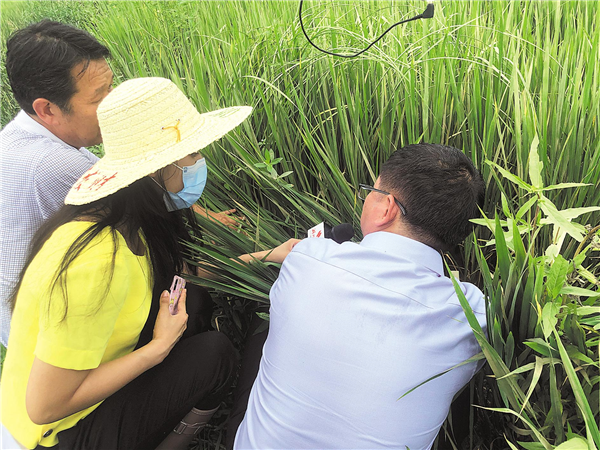 科技助跑 不误农时——湖北省全力以赴开展农业科学救灾_fororder_01