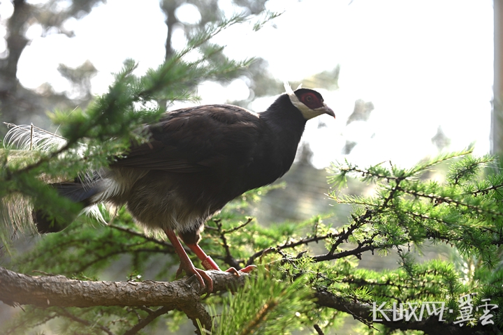 河北小五台山自然保护区举办“保护褐马鸡”宣传活动