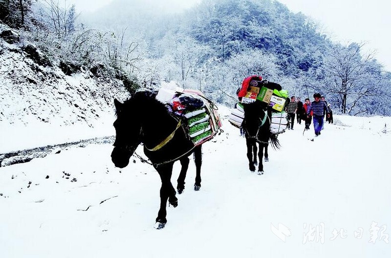 大雪封山 乡长组织马帮解民困_fororder_1517189252191