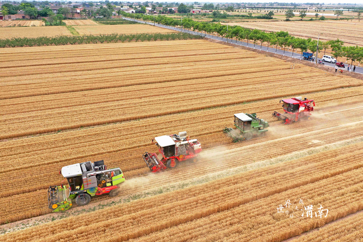 渭南市已收获小麦443万亩 预计总产超150万吨_fororder_rBABCWKi8wCAOpF2AAAAAAAAAAA983.1620x1080.750x500