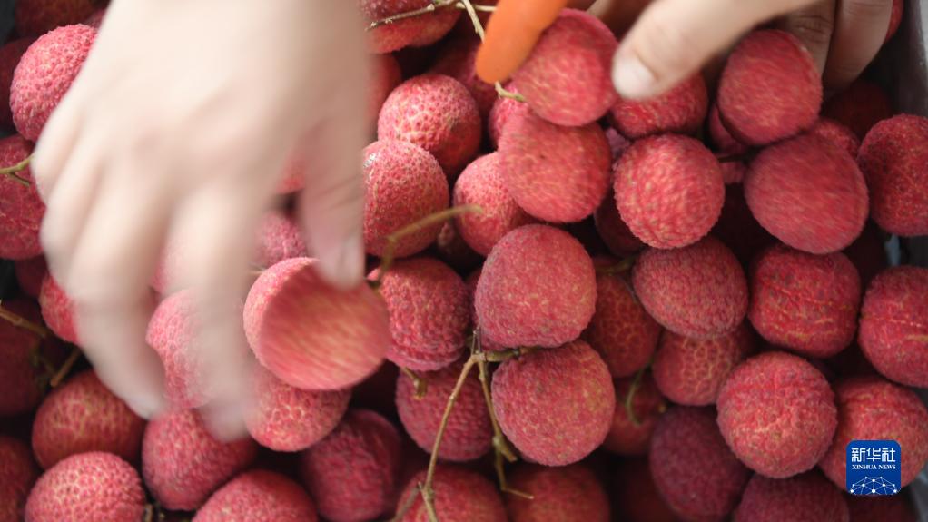 又到荔枝收获季