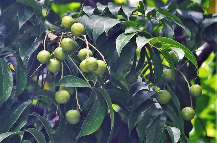 南宁市绿化果树品种丰富成为美丽风景线