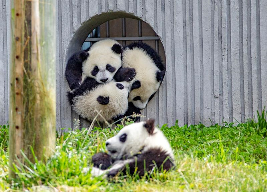 Giant Panda Habitat Tours of Sichuan, China ——Wolong National Nature Reserve_fororder_44