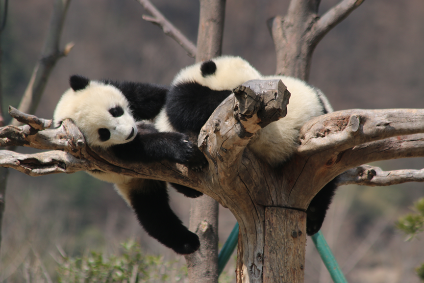 Giant Panda Habitat Tours of Sichuan, China ——Wolong National Nature Reserve_fororder_33