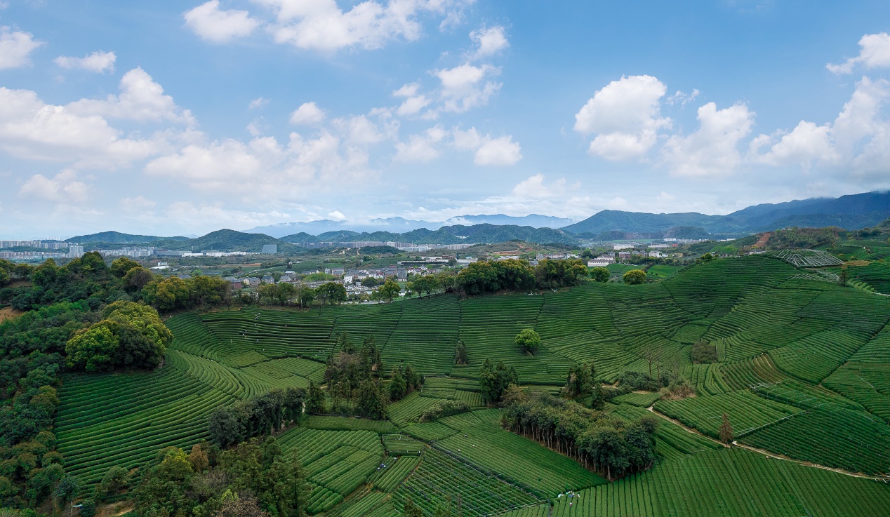 中国工程院院士陈宗懋走进龙坞茶镇分享饮茶与健康