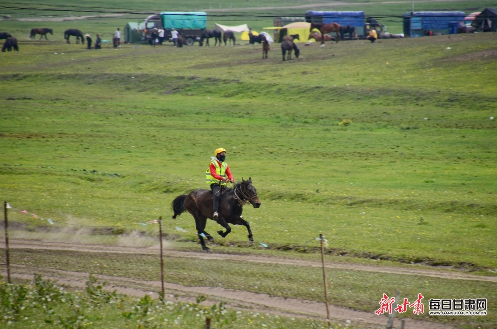 【大美甘肃】定西岷县：骏马驰骋狼渡滩 草原盛会迎客来_fororder_4