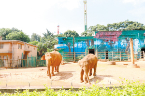 昆明动物园：亚洲象“莫莉”和象妈妈合笼