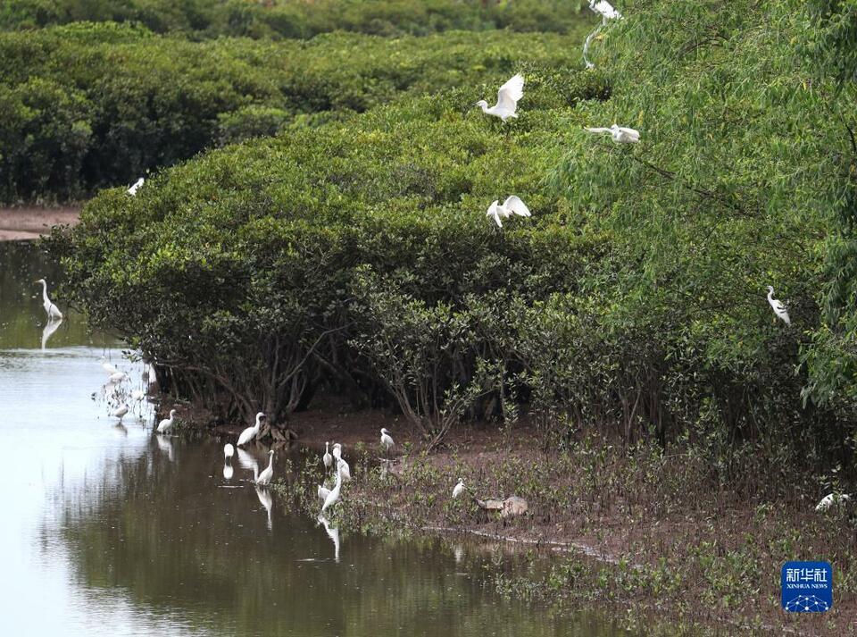 广西钦州白鹭翩跹红树林