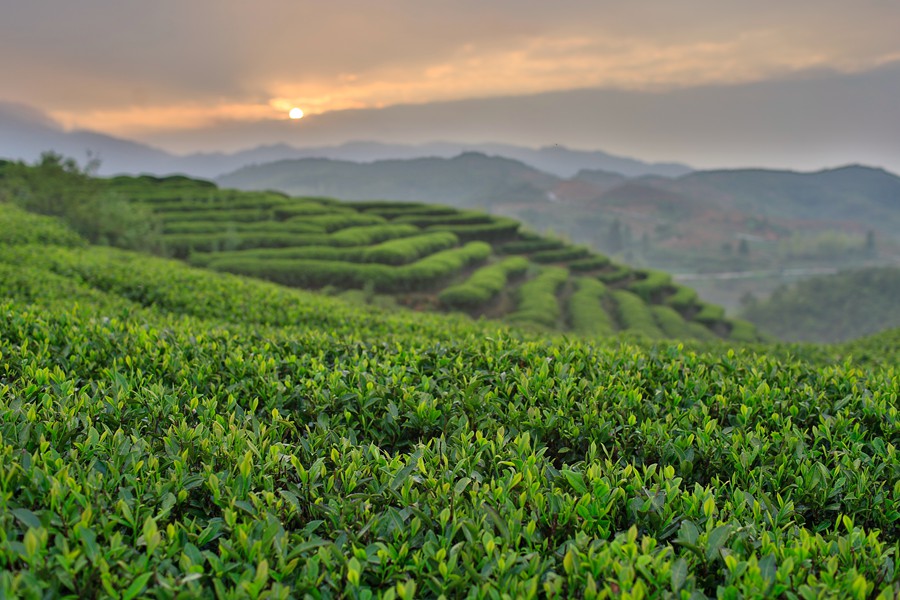 福建政和：茶产业跑出乡村振兴“加速度”