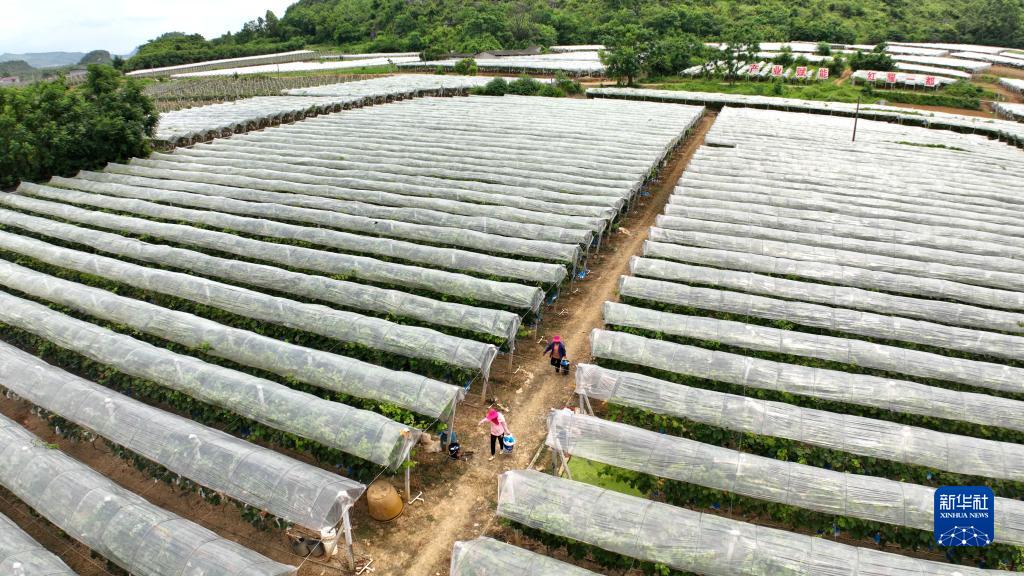 柳州市柳江區：夏日田園采收忙