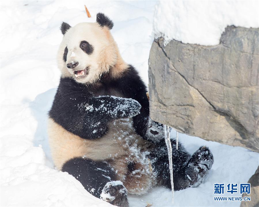 南京：熊猫“戏”雪