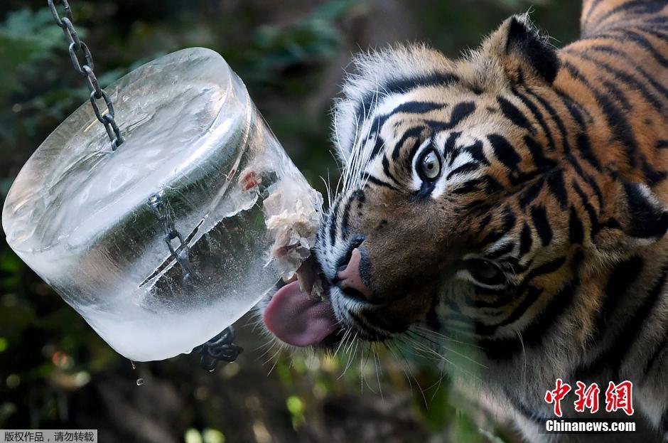 羅馬高溫動物園妙招解暑 老虎舔冰塊黑熊吃果凍