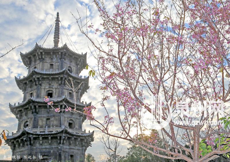 泉州西街開元寺 幾株早櫻凌寒開