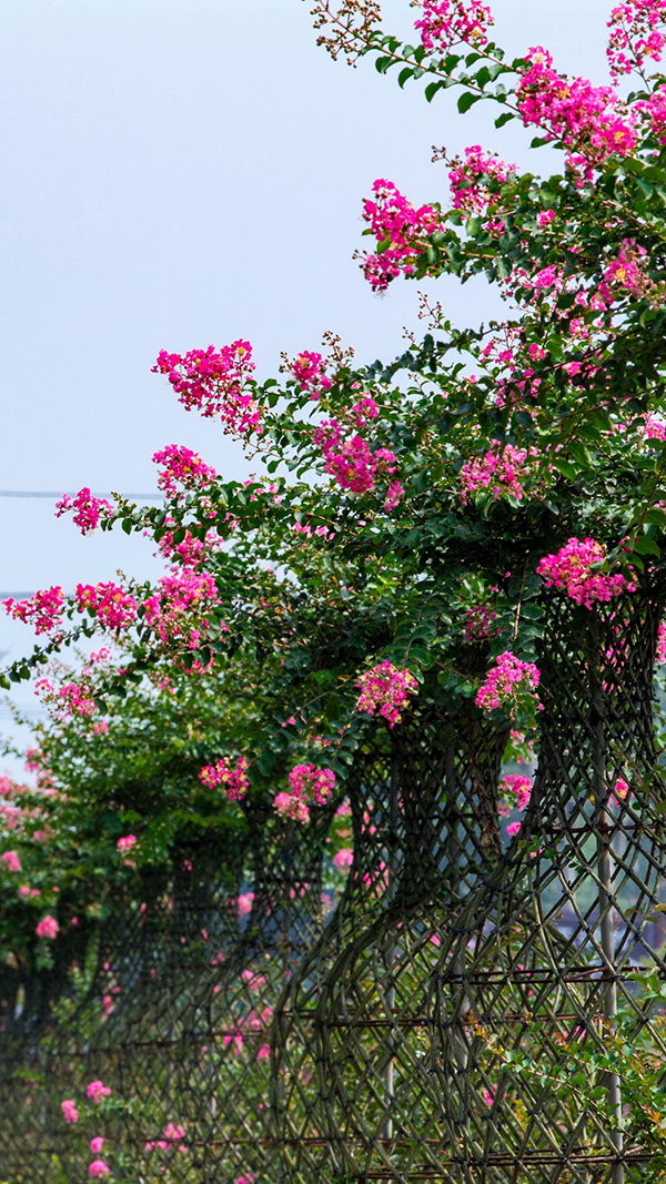 成都温江亮出“简约生活 低碳绿色旅游”新名片_fororder_温江北林区域花艺作品-摄影-张志强