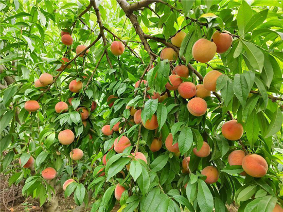 安陽湯陰：桃子豐收採摘忙 樹梢挂滿“致富果”_fororder_圖片3