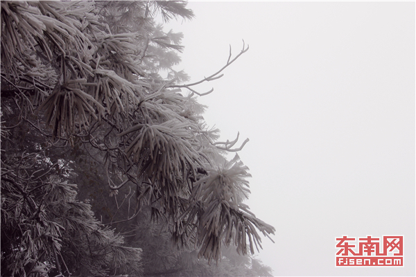 【高清图4】【滚动新闻】【地市 三明】冬日添美景 三明多地降雪现雾凇冰挂