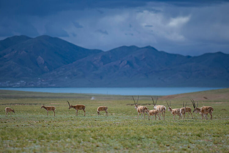 问记者丨中国海拔最高县是怎么搬迁的？