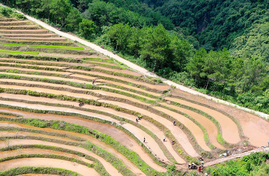 广西上思：瑶寨梯田农事忙