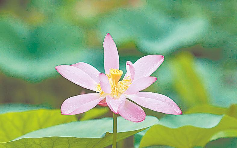 開封出土千年古蓮子在廣州重煥生機開出新花