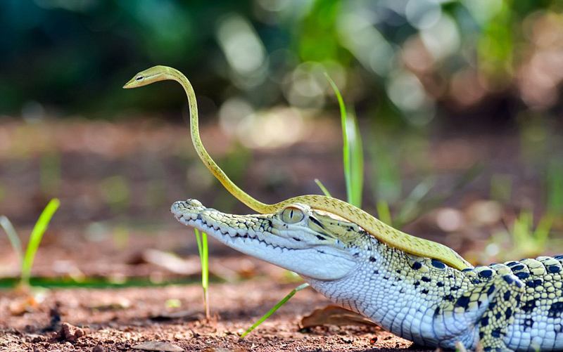 印尼小蛇大胆搭乘鳄鱼“顺风车”探路