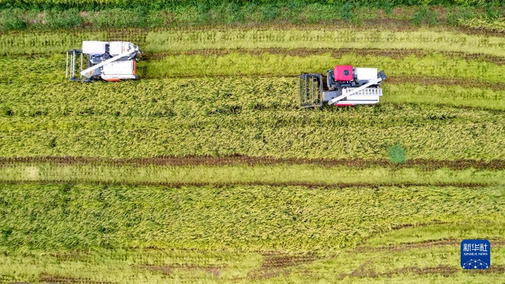 海南三亚：科学轮作 “钱粮双丰收”