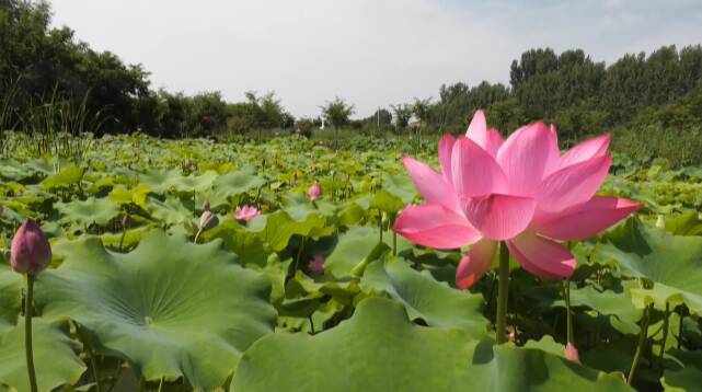 诗画潍坊｜高密：百亩荷花渐次开 夏日美景入画来