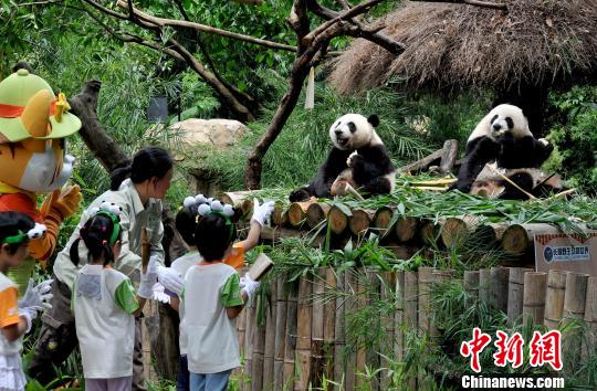 全球唯一大熊猫三胞胎断奶 开启独立生活之旅