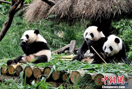 全球唯一大熊猫三胞胎断奶 开启独立生活之旅