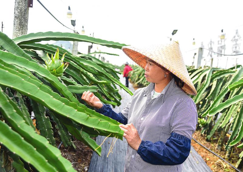 南宁市已成为全国最大的火龙果产区