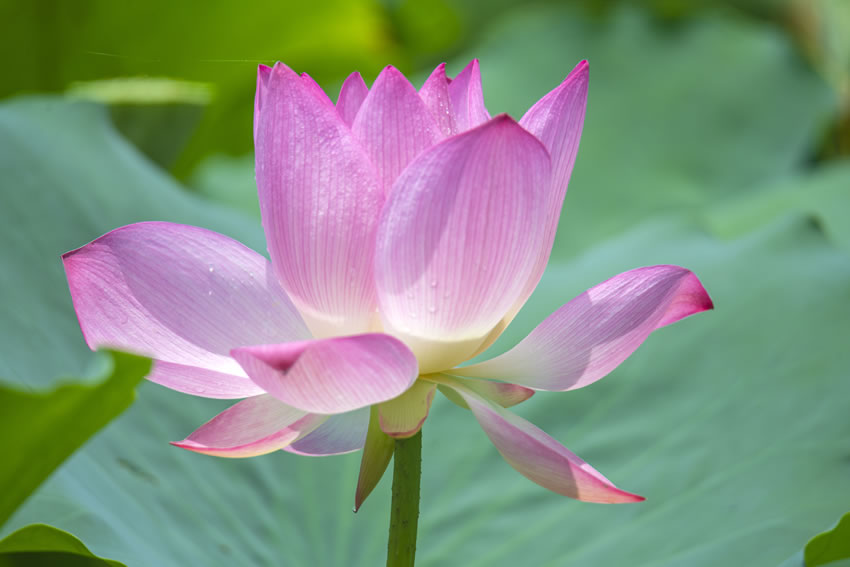 廣西田東：夏日荷花別樣紅