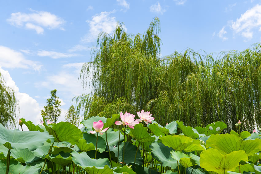 广西田东：夏日荷花别样红