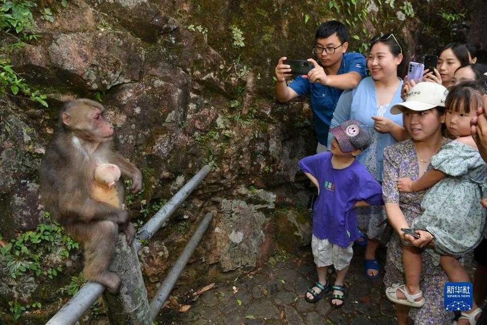 武夷山國家公園：藏酋猴的樂園