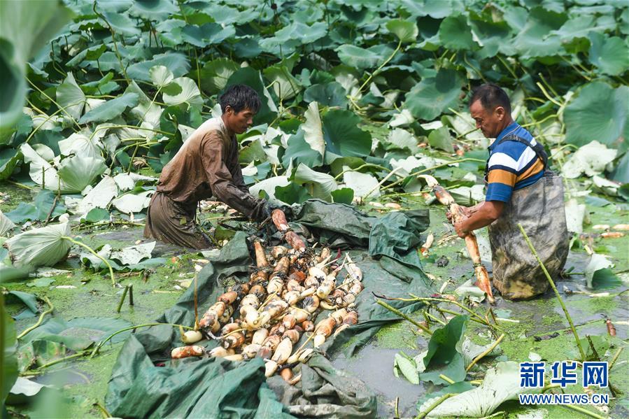 浙江湖州：荷塘開啟蓮藕豐收季