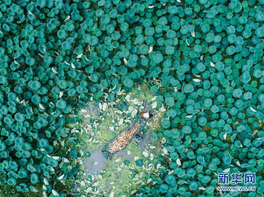 浙江湖州：荷塘开启莲藕丰收季